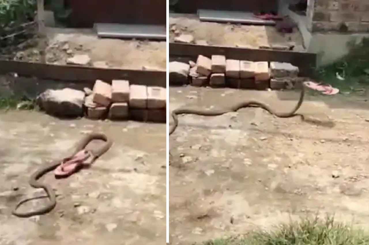 Viral Video: चीखती, चिल्लाती रही महिला... डंसने के बजाए चप्पल चोरी कर ले गया कोबरा