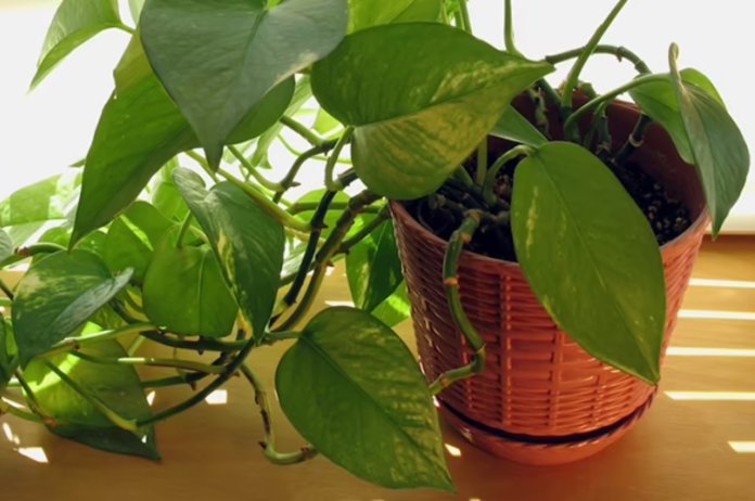 Vastu Tips, Vastu Tips in hindi, spider plant in vastu, plants in vastu shastra