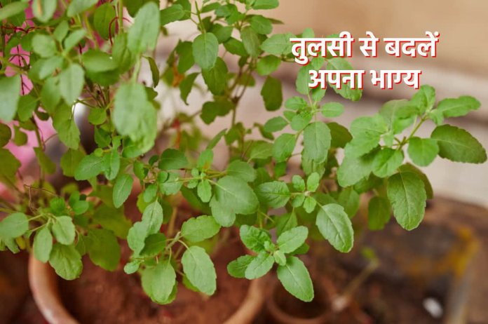Vastu Tips, Tulsi ke niyam, tulsi ke upay, vastu tips in hindi, jyotish tips in hindi, Vastu Tips for Tulsi Plant,