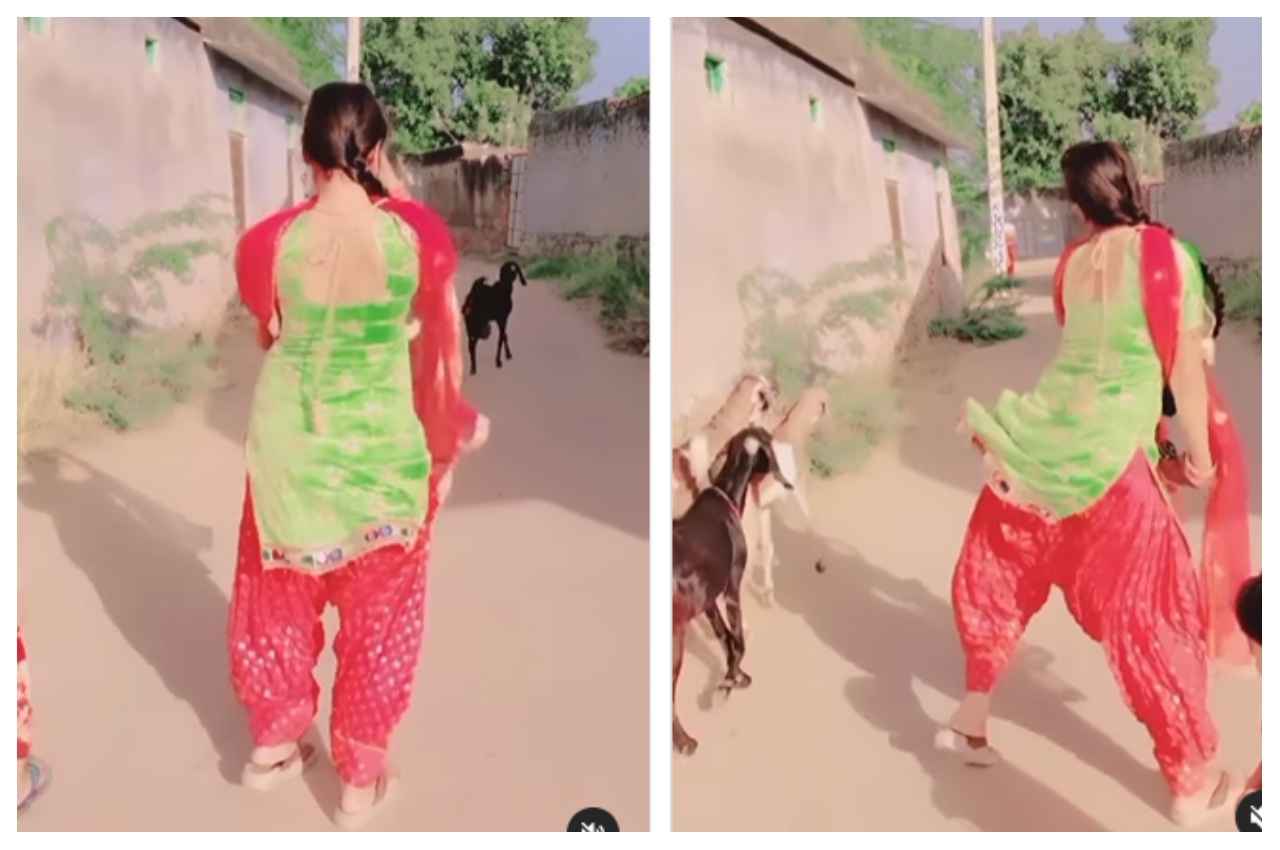 Viral Video: भाभी ने गली में मारे ऐसे ठुमके की बकरियां भी ठिठक गई, देखें वीडियो