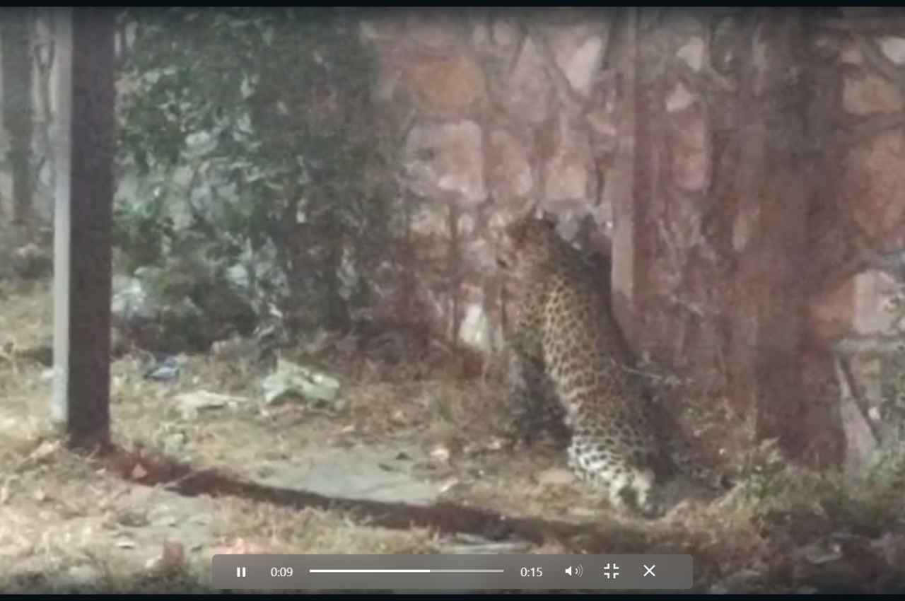 Video: जयपुर में चलती सड़क पर अचानक आ धमका पैंथर, फिर क्या हुआ, देखें वीडियाे