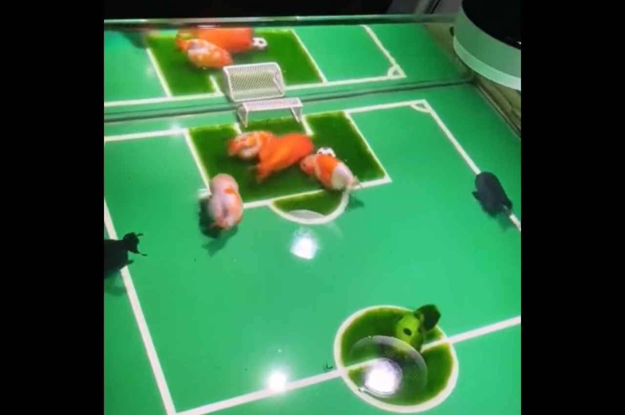 Viral Video: मछलियों पर चढ़ा FIFA World Cup का बुखार, रोनाल्डो की हैं फैन 