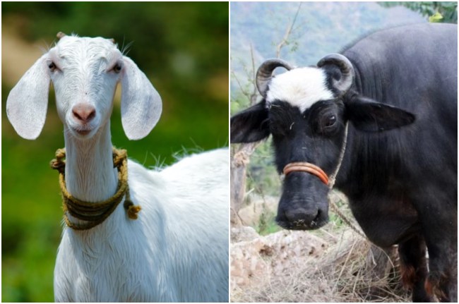 Auraiya buffalo and goat