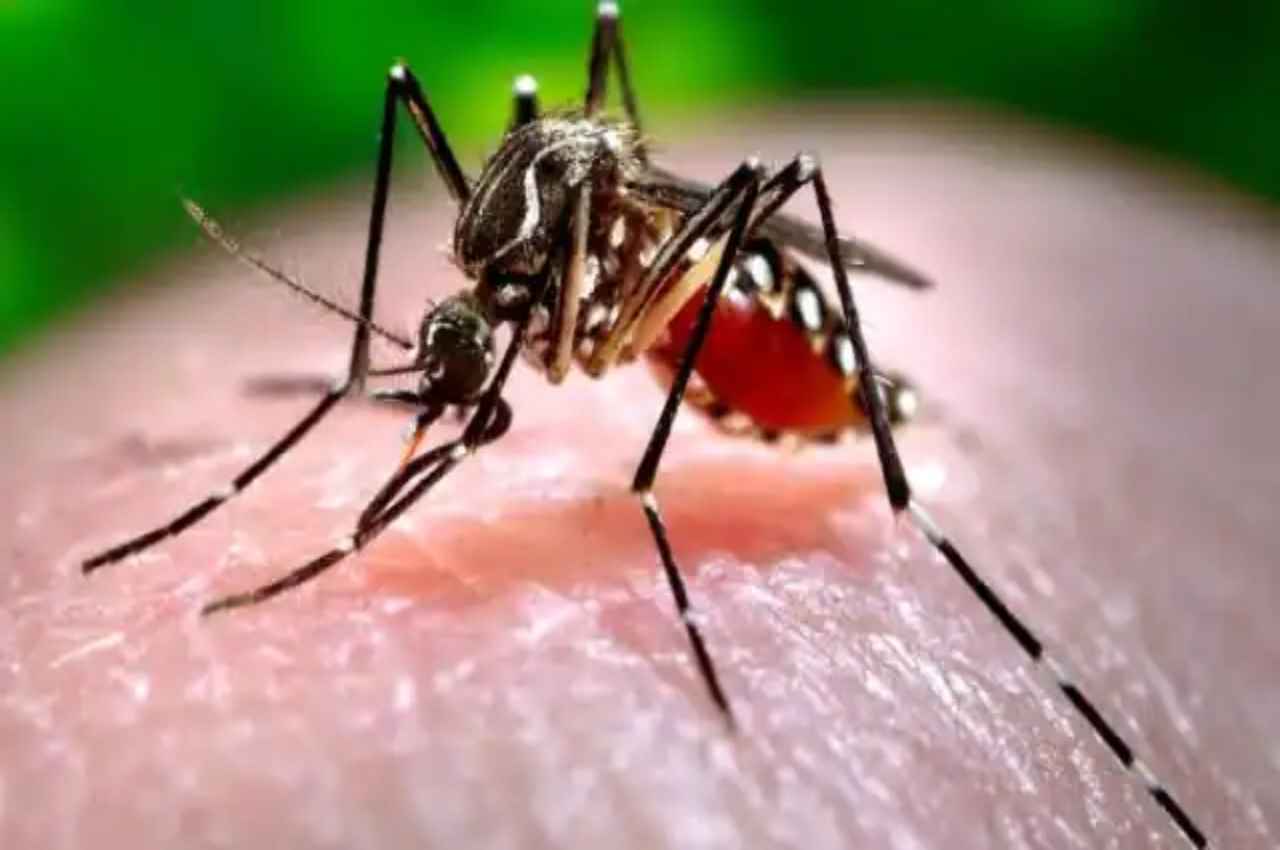 Bhopal dengue