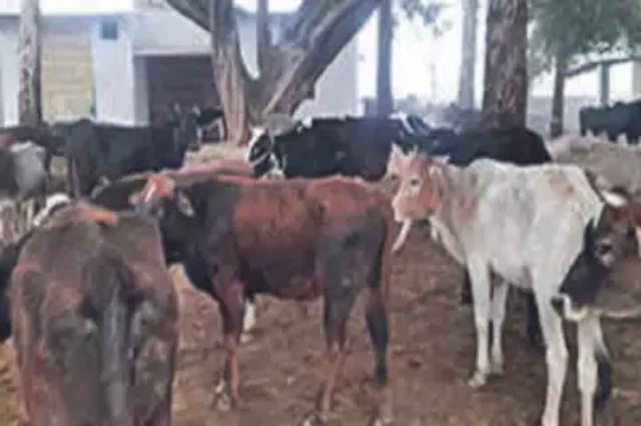 गांववालों ने सरकारी स्कूल में बांधे 80 आवारा पशु, प्रिंसिपल ने बुलाए SDM और CO, वजह कर देगी हैरान