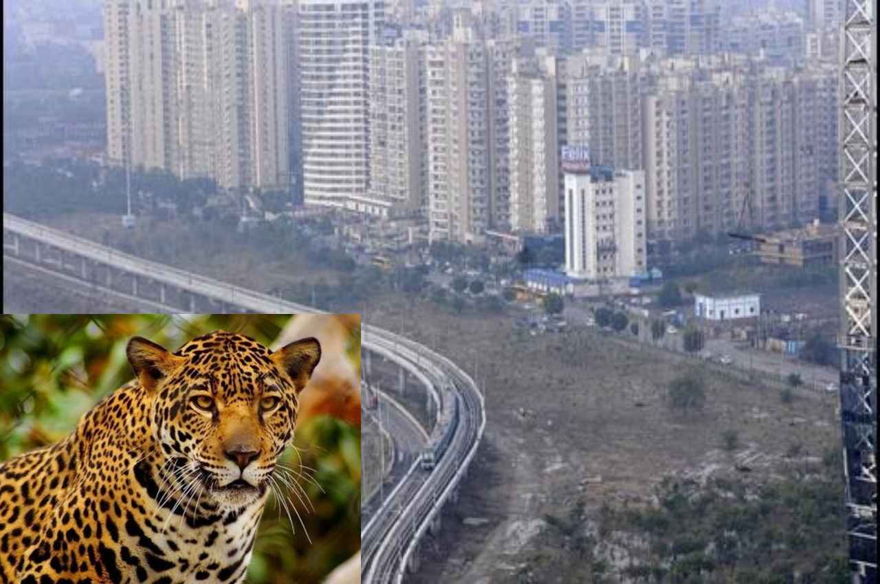 ग्रेटर नोएडा वेस्ट की सोसायटी में घूम रहा तेंदुआ, लोगों में दहशत, अधिकारियों ने दिया ये जवाब