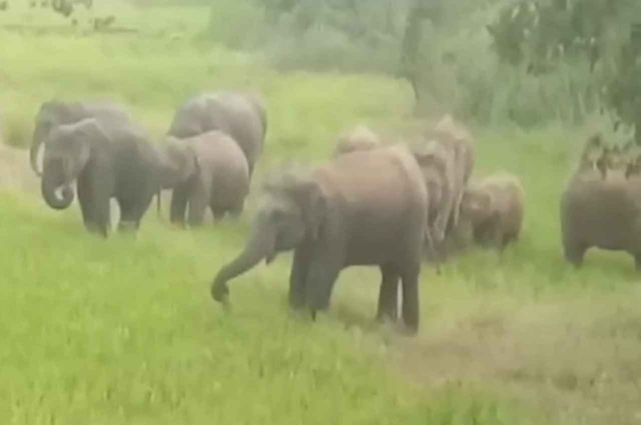 Jashpur News: पत्थलगांव में 40 हाथियों के दल ने मचाया उत्पात, चट कर गए सैकड़ों बोरी धान