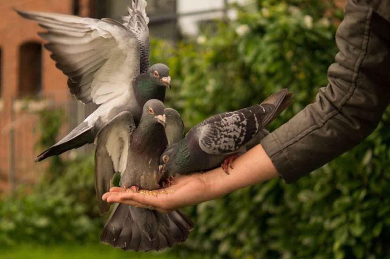 Jyotish Tips, piegon in house, Vastu Tips, Vastu Tips in hindi, घर में कबूतर का अर्थ, pigeon in home vastu