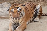 Kishan male tiger