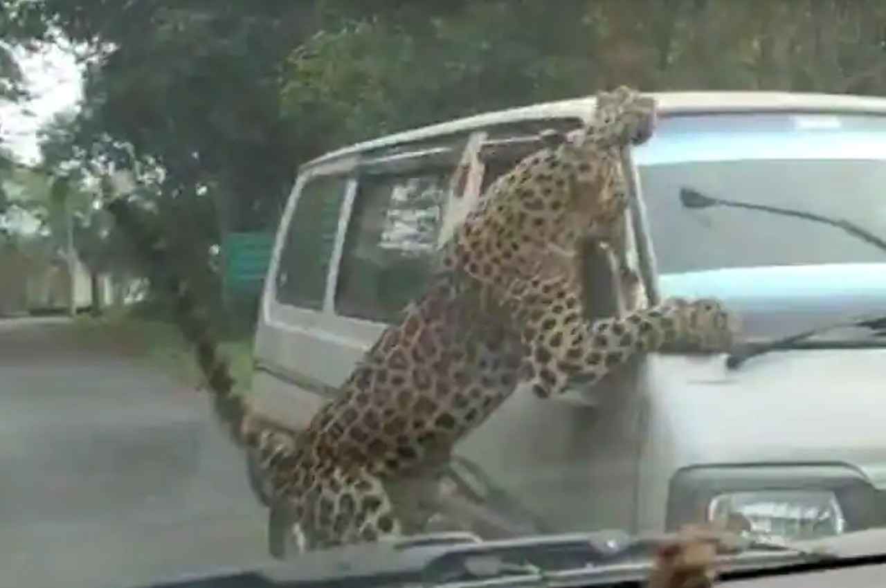 असम में तेंदुए के आतंक का VIDEO, पकड़ने में वन विभाग के कर्मियों के छूटे पसीने