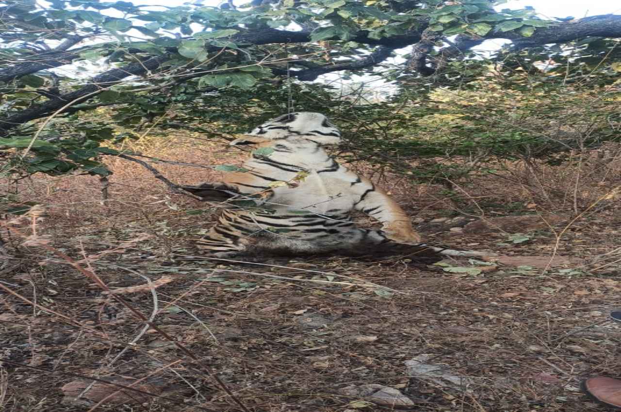 Panna Tiger Reserve: फंदे से लटका मिला बाघ, वन विभाग में मचा हड़कंप