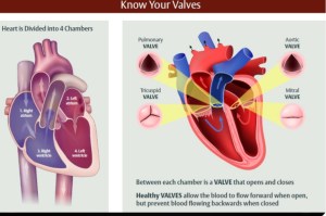 Health News Heart Valve Disease Symptoms