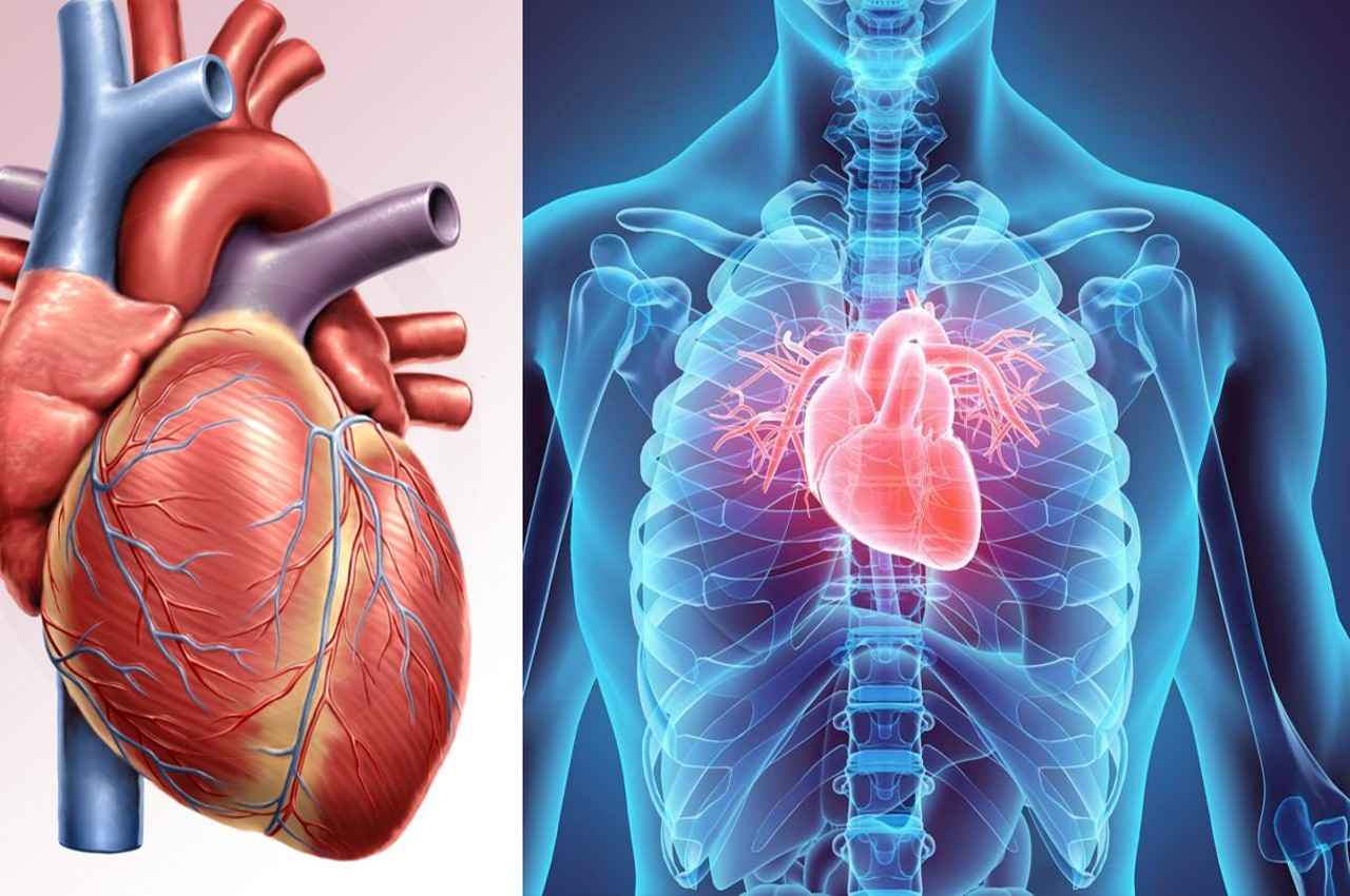 ये लक्षण बताते हैं कि आप Heart Valve Disease से ग्रसित हैं, एक्सपर्ट्स से जानिए इसके बारे में सबकुछ