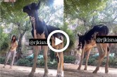 Cow and Girl Dance Viral Video, dance reel