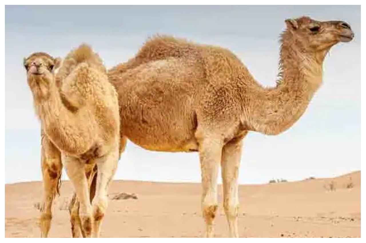 FIFA World Cup 2022: फीफा वर्ल्ड कप पर मंडराया Camel Flu का खतरा, जानें क्या है पूरा माजरा