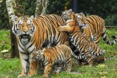 chhattisgarh tigers