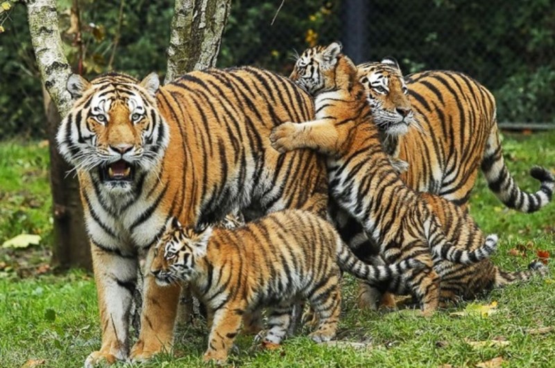 chhattisgarh tigers