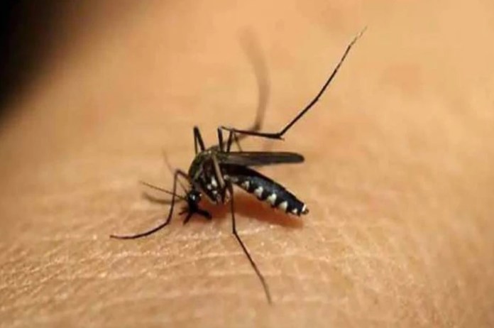 dengue madhya pradesh