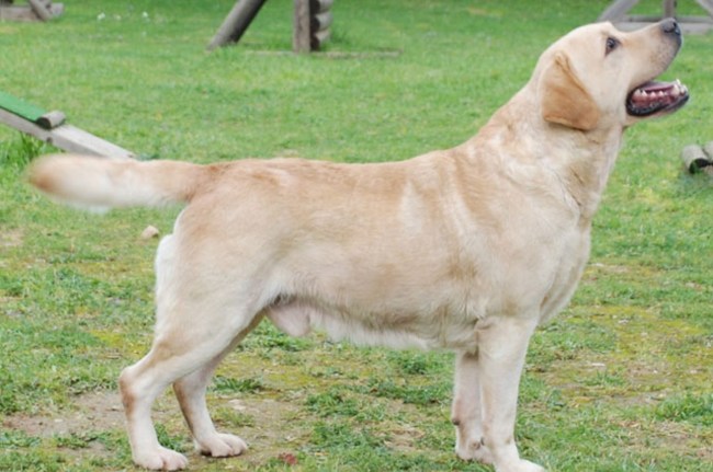 indore news indore news