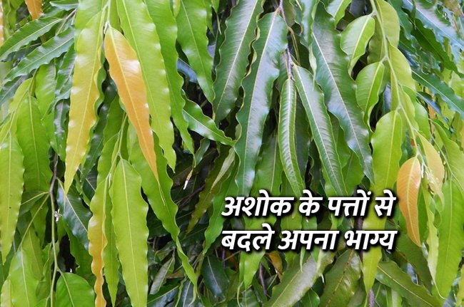 Jyotish Tips, jyotish tips in hindi, ashok ke patte ke upay, ashok ke patte ke totke, ashok ke patte ke fayde, अशोक के पत्ते के उपाय, ज्योतिष टिप्स