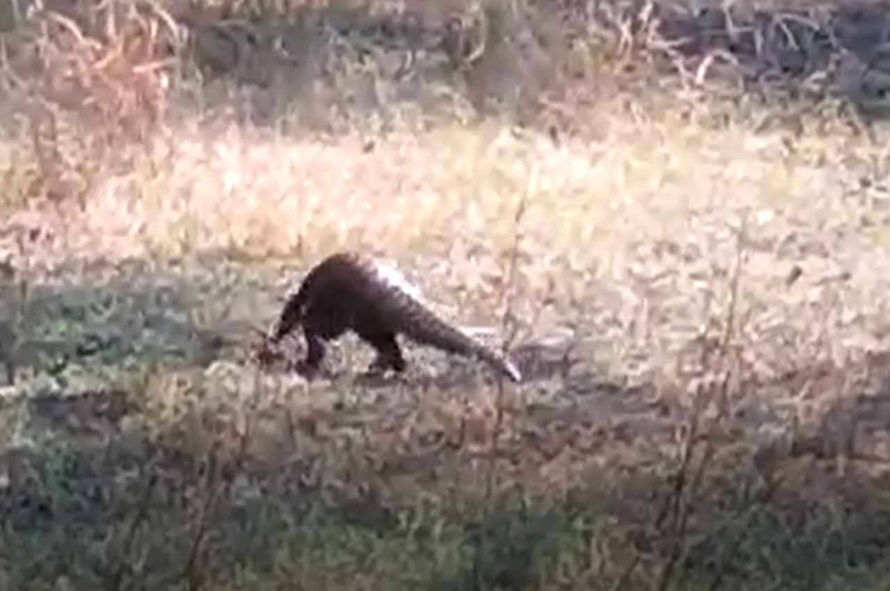 rare pangolin tikamgarh rare pangolin tikamgarh