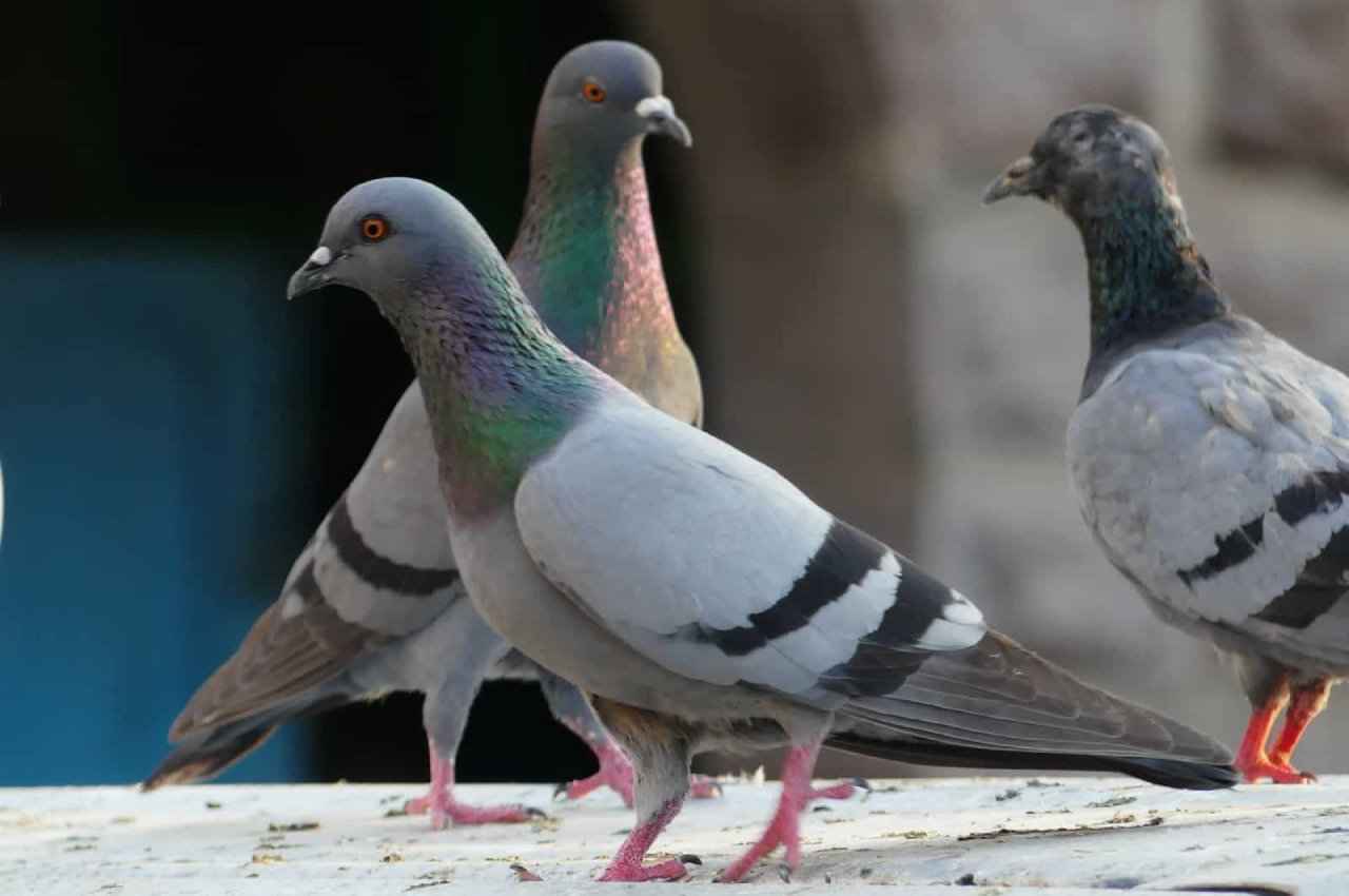Vastu Tips, Jyotish tips, piegon in house, shakun shastra, vastu tips in hindi,