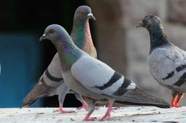 Vastu Tips, Jyotish tips, piegon in house, shakun shastra, vastu tips in hindi,