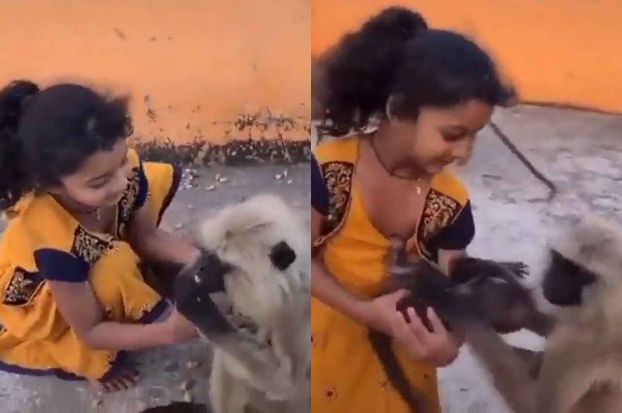 Viral Video: लंगूर की गोदी से छीन लिया उसका बच्चा, फिर क्या हुआ, देखें वीडियो 