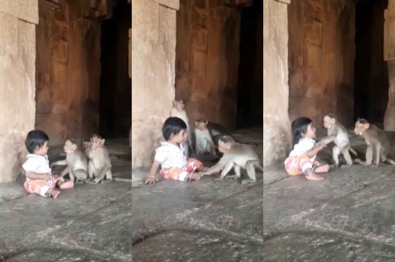 Viral Video: दुधमुंही बच्ची को 5 बंदरों ने आकर घेरा, फिर क्या हुआ, देखें वीडियो 