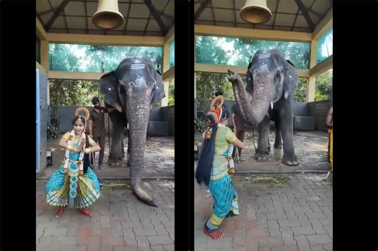 Viral Video: हाथी के सामने नाच रही थी लड़की, फिर क्या हुआ, देखें वीडियो 