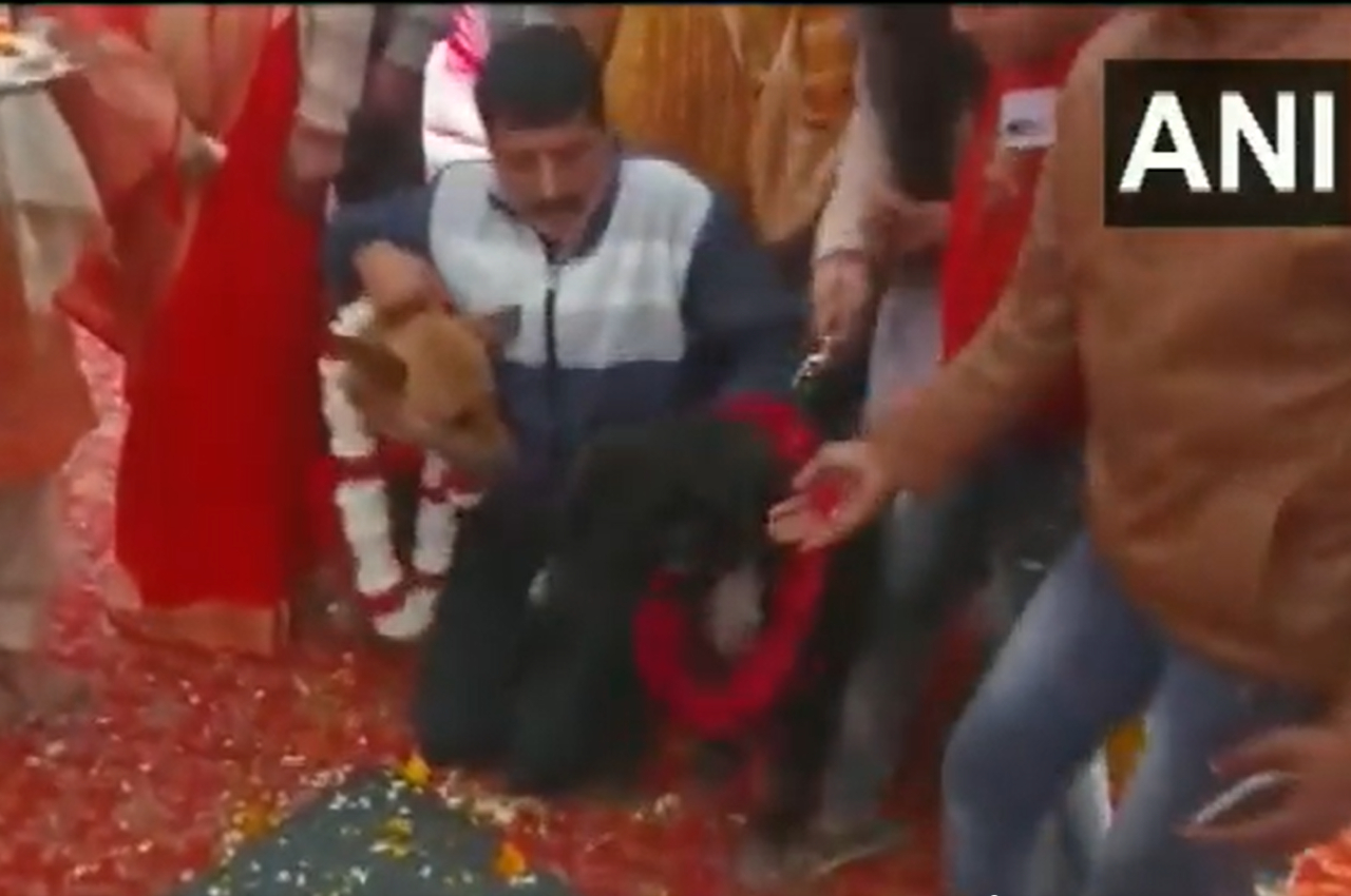 Aligarh Doggy Marriage
