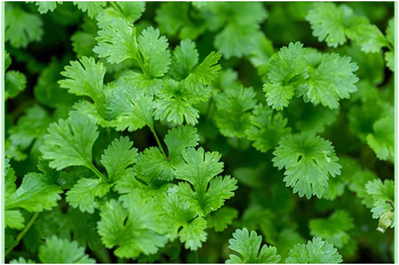 Coriander Leaf Benefits: हरे धनिया के इन फायदों को जान लेंगे तो भूल जाएंगे दवा खाना, आज ही शुरू करें सेवन
