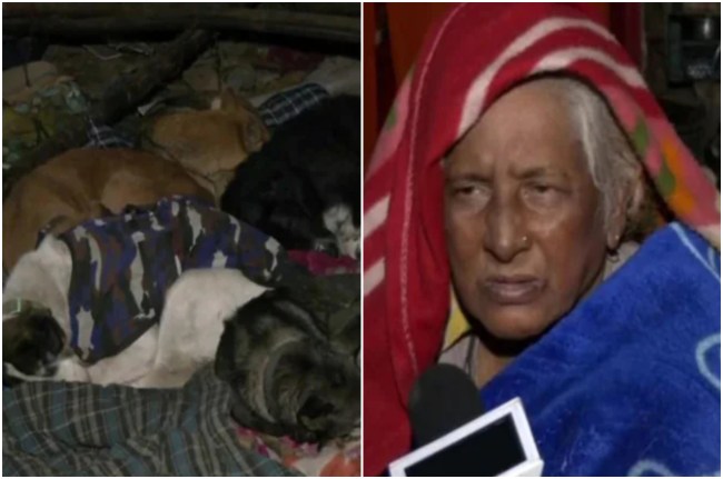 Delhi Old Lady and dogs