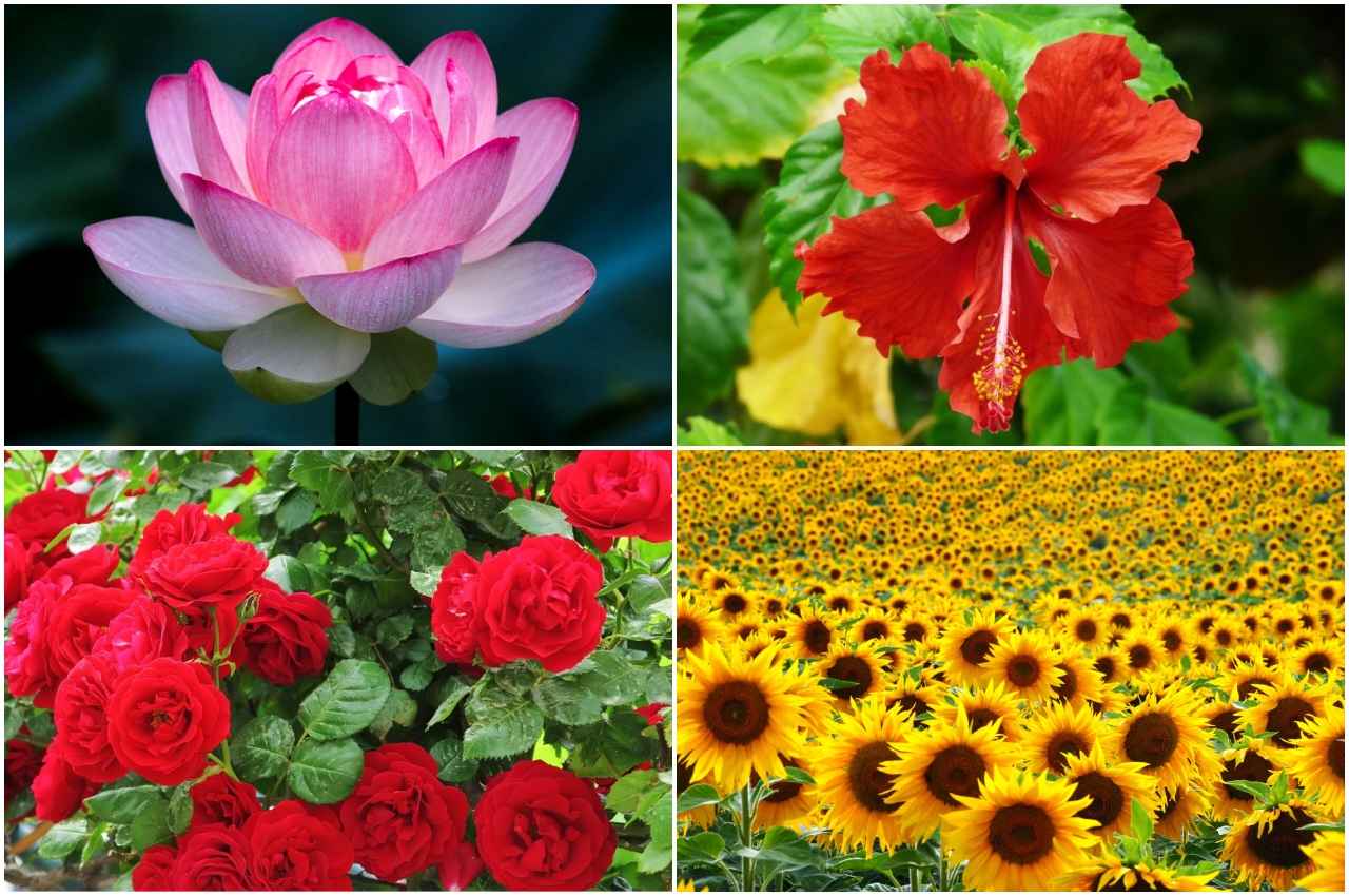 Flowers For Skin