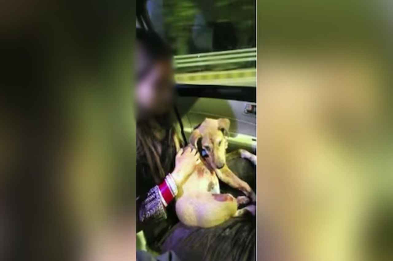 Ghaziabad: सड़क पर कुत्तों को खाना खिला रही महिला से छेड़छाड़, पति दौड़ा तो आरोपी ने कर दिया ये काम