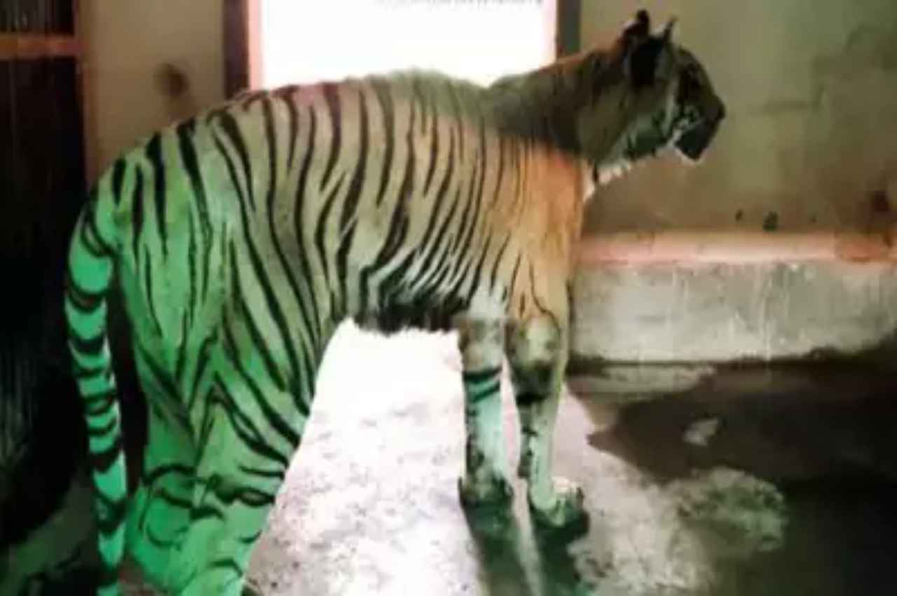 Kajri Tigress Kajri Tigress