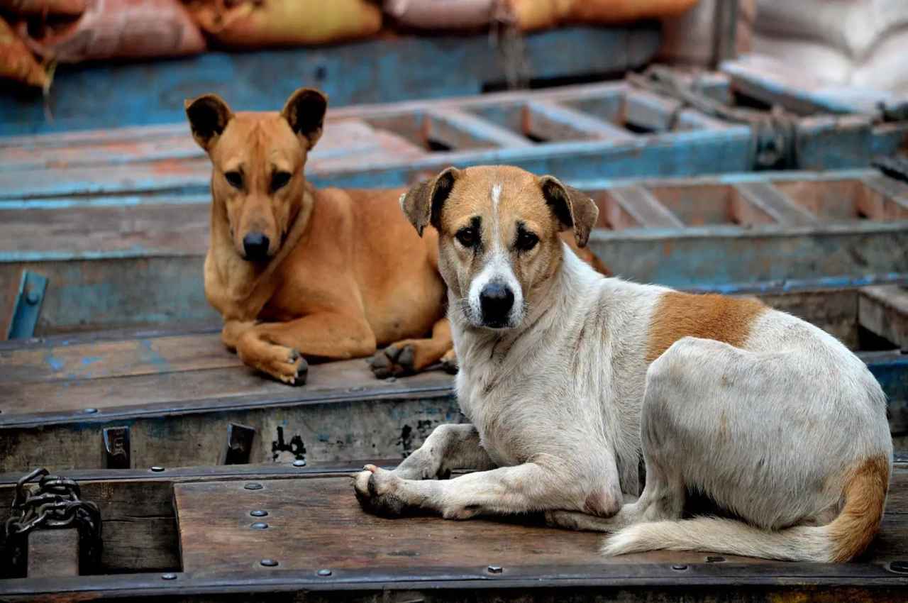 Kanpur News: कारोबारी ने गली के दो कुत्तों को मारी गोली, एक मरा-दूसरा वेटेनरी अस्पताल में भर्ती, वजह कर देगी हैरान