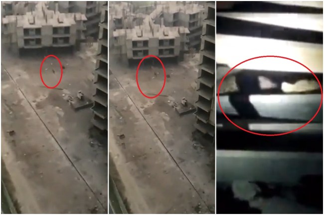 Leopard in Greater Noida West Picture