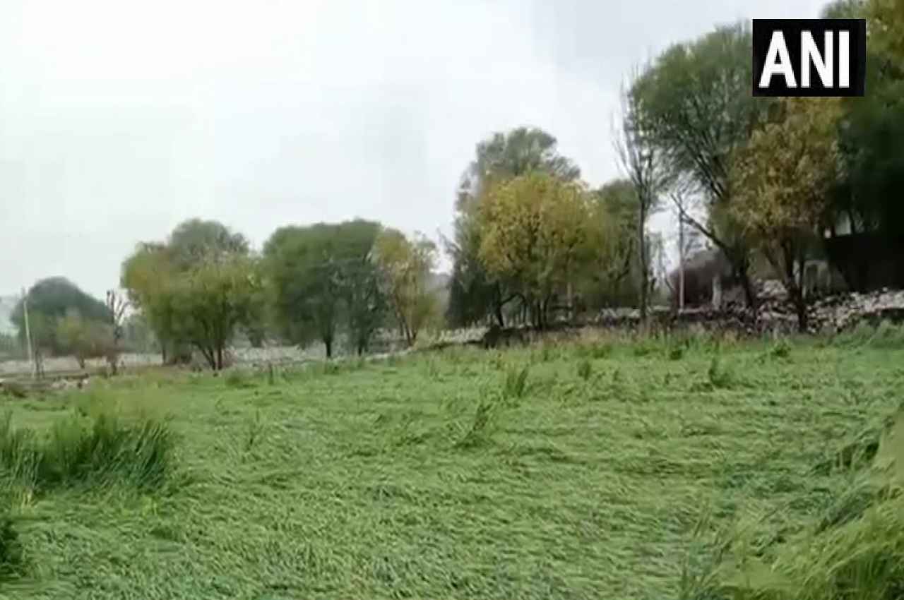 Rajasthan Weather Update: राजस्थान मेें फसलों पर फिर पड़ी मौसम की मार, राहत के इंतजार में अन्नदाता