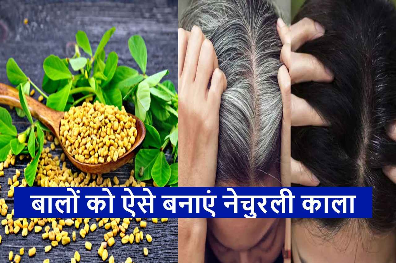 Black Hair Tips: बालों को जड़ से काला बना देगी हरी मैथी, दूर होंगी ये समस्याएं, बस ऐसे करें इस्तेमाल