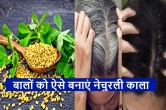 Black Hair Tips Green fenugreek will make hair black