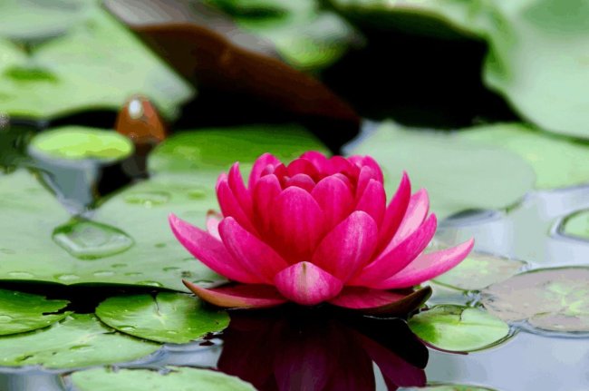 Jyotish Tips, Kamal Pushp, कमल पुष्प चढ़ाने के फायदे, ज्योतिष टिप्स