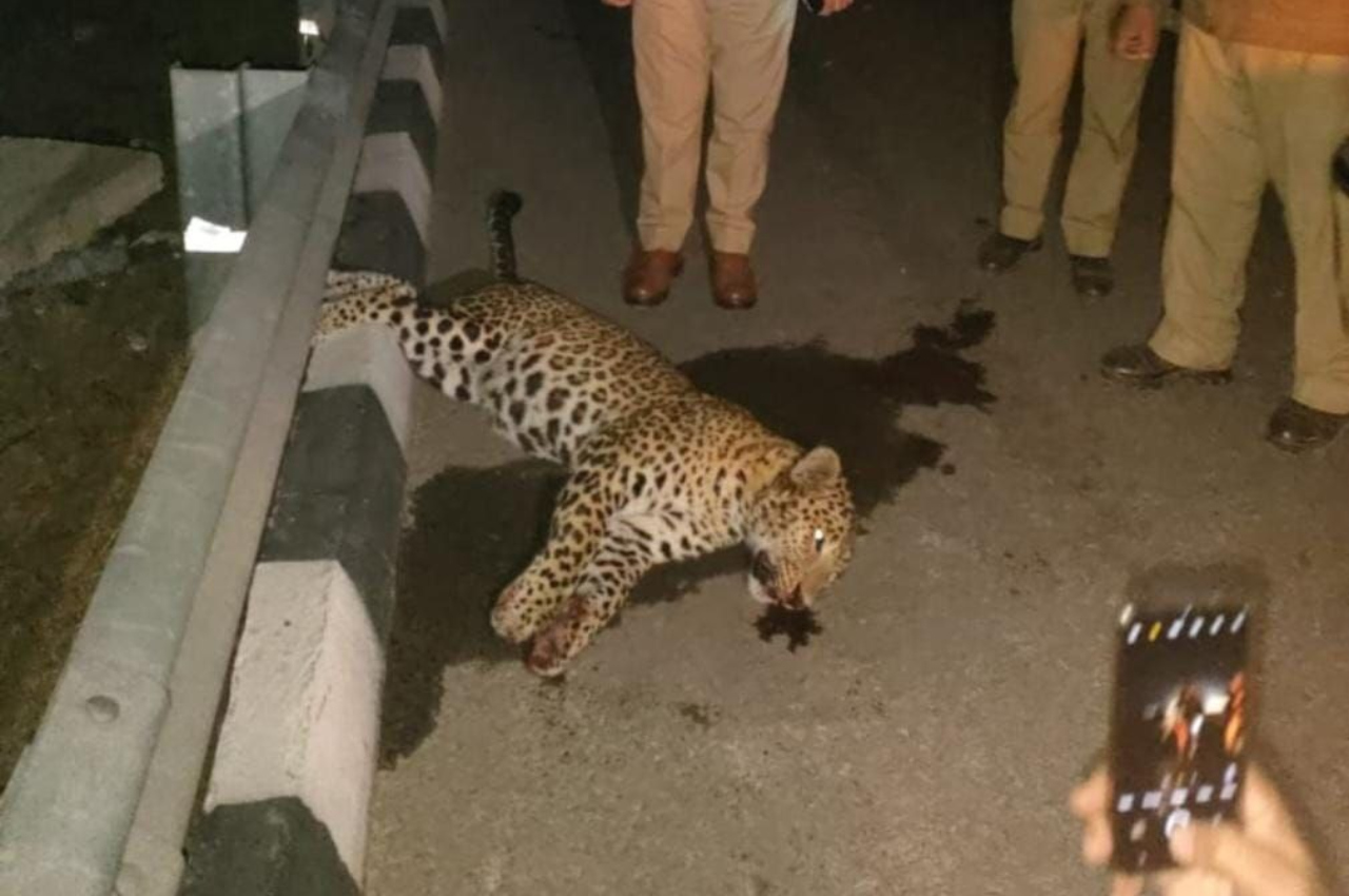leopard killed delhi meerut expressway