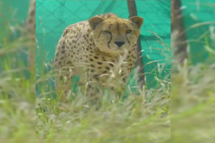 mp news female cheetah brought kuno national park