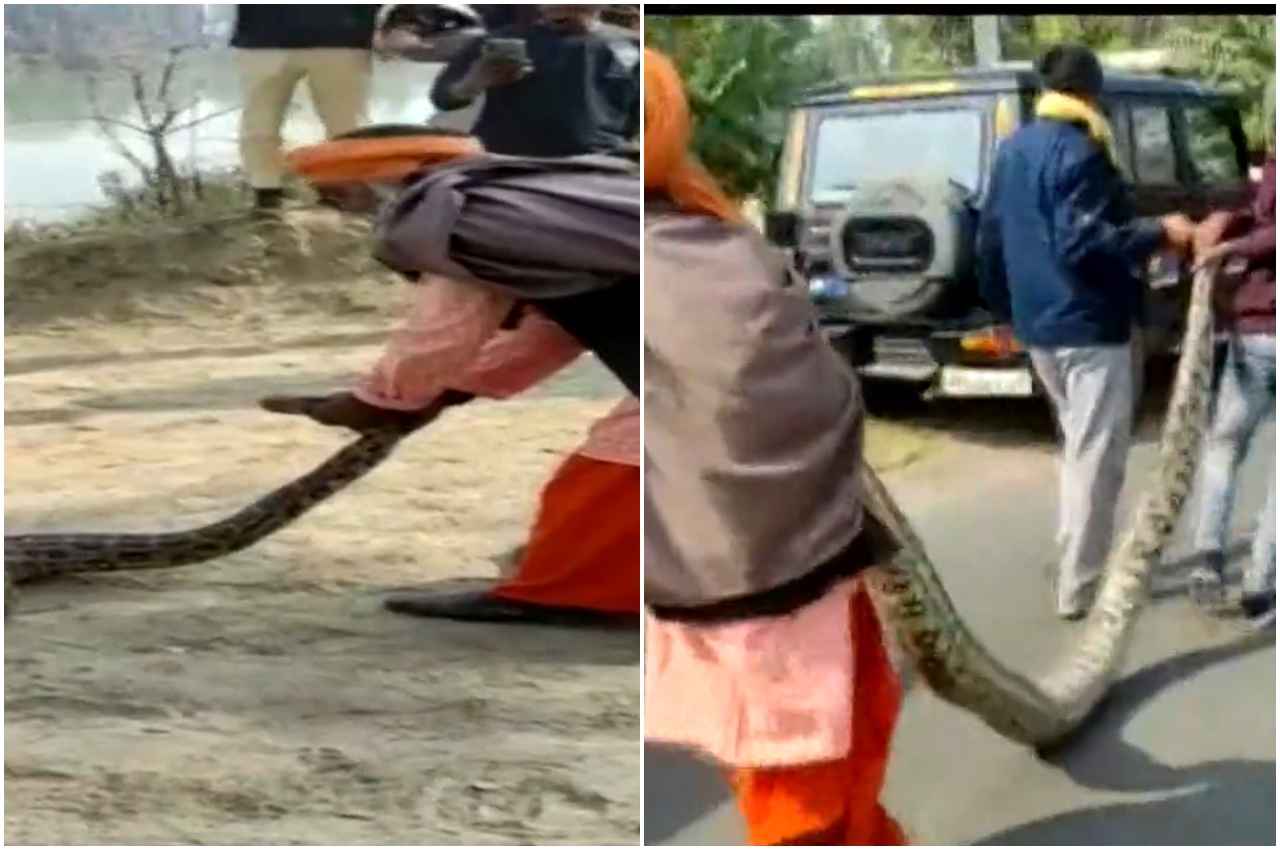'बाबा' जाए छोड़ मत दीऔं... 12 फीट के अजगर को बुजुर्ग साधु ने खिलौने की तरह किया काबू, Viral Video