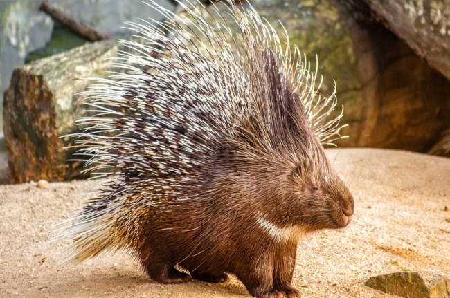 rare Indian porcupines