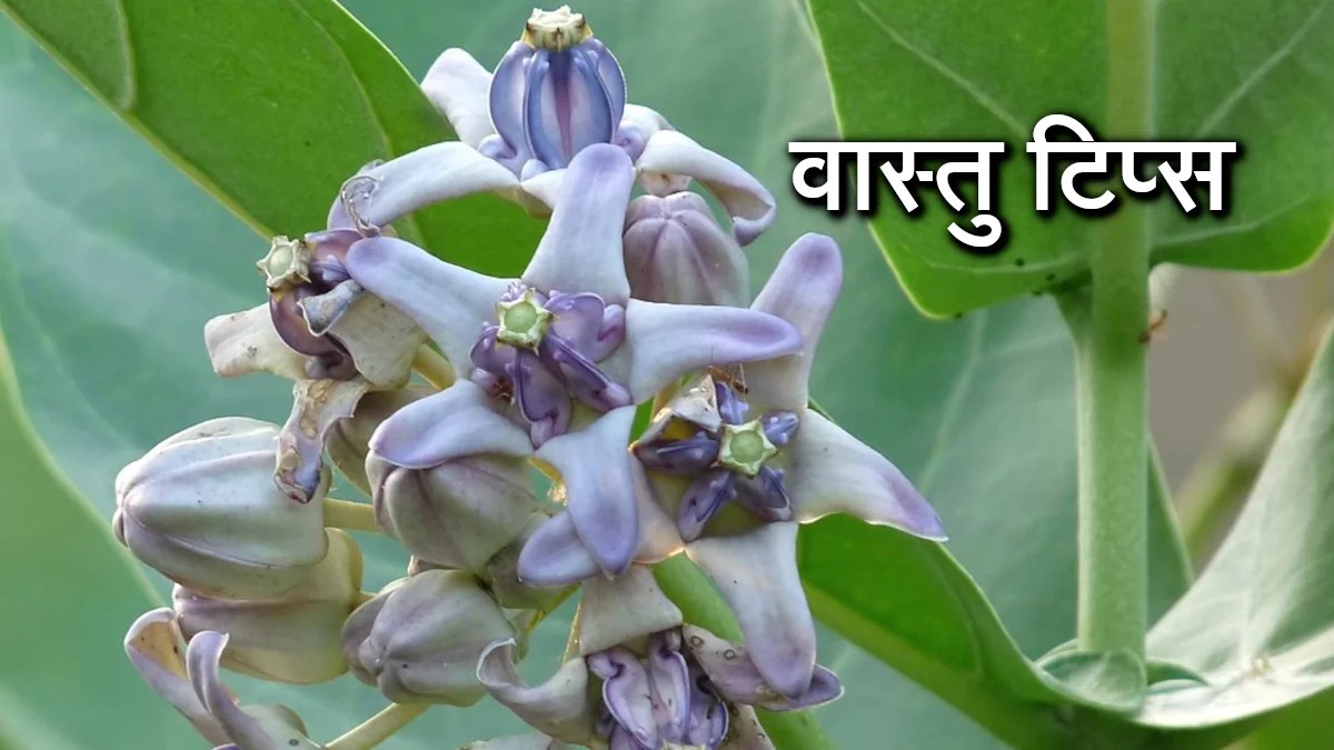 Vastu Tips, Jyotish Tips, ज्योतिष टिप्स, वास्तु टिप्स, Vastu tips in hindi,