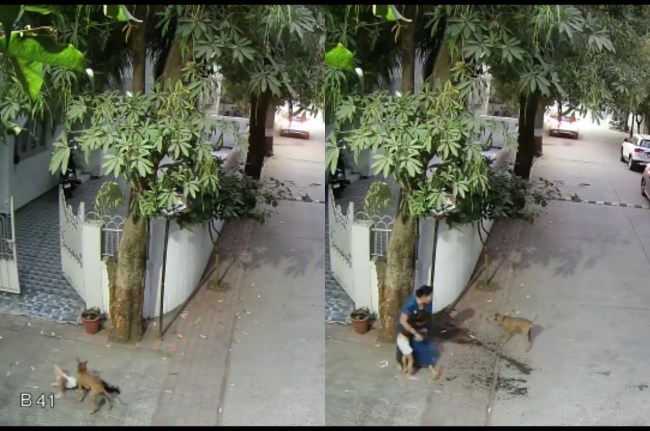 बच्ची पर हमला करता आवरा कुत्ता