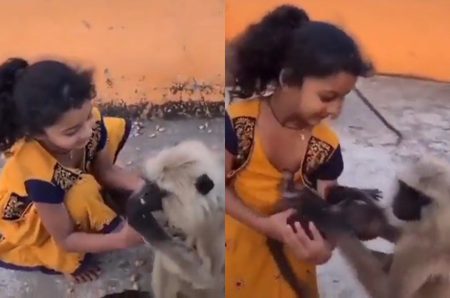 बच्ची लंगूर से उसका बच्चा लेते हुए बच्ची लंगूर से उसका बच्चा लेते हुए