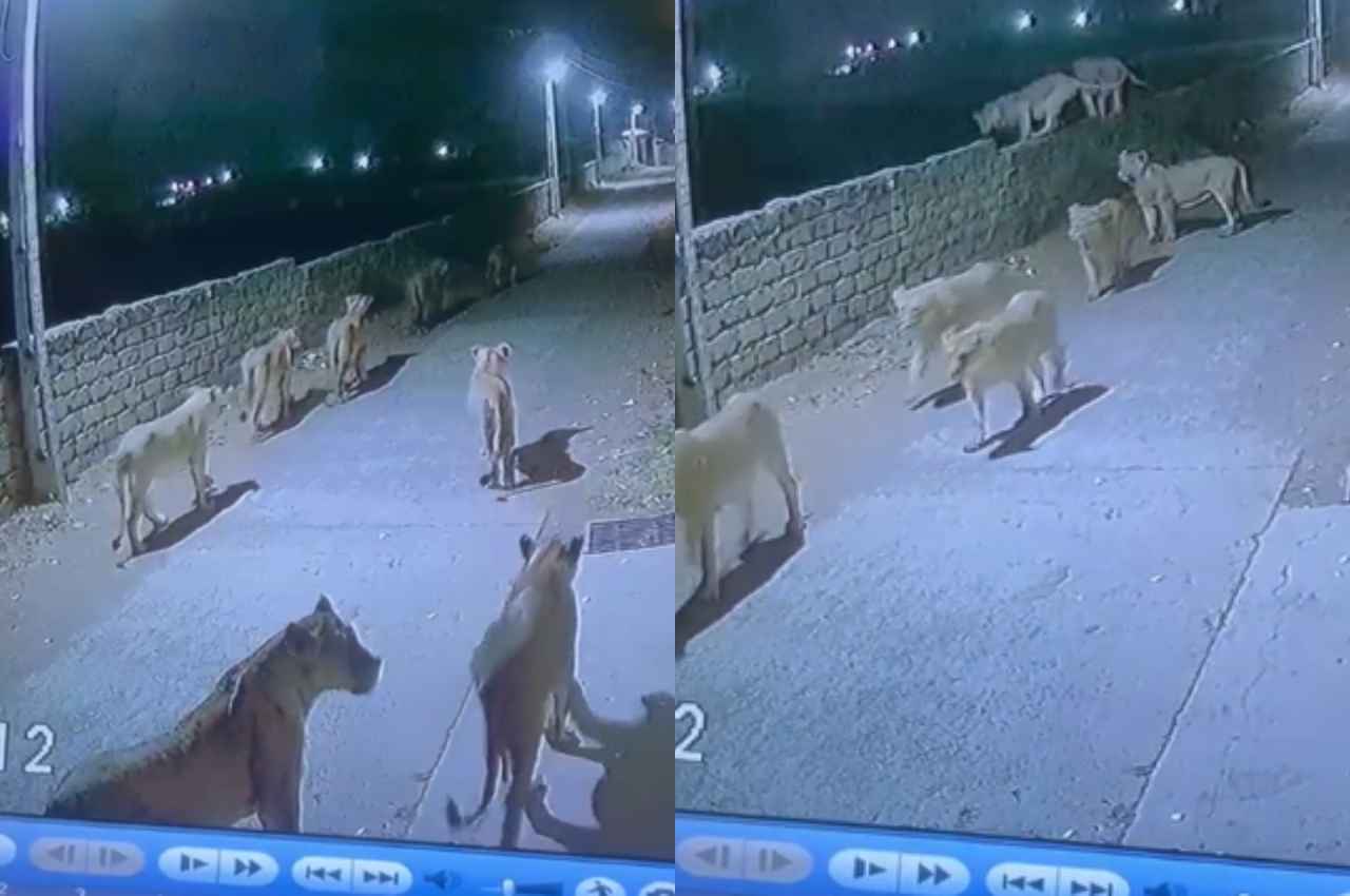 Video: गुजरात के अमरेली में सड़क पर घूमते दिखे 8 शेर, ग्रामीणों में दहशत